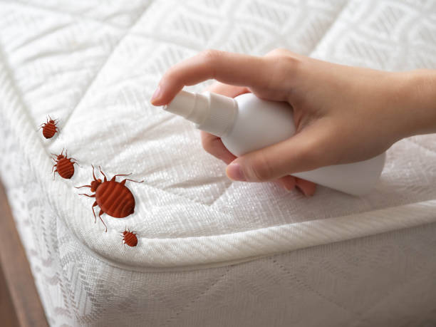 Best Emergency Pest Control  in Minorca, LA