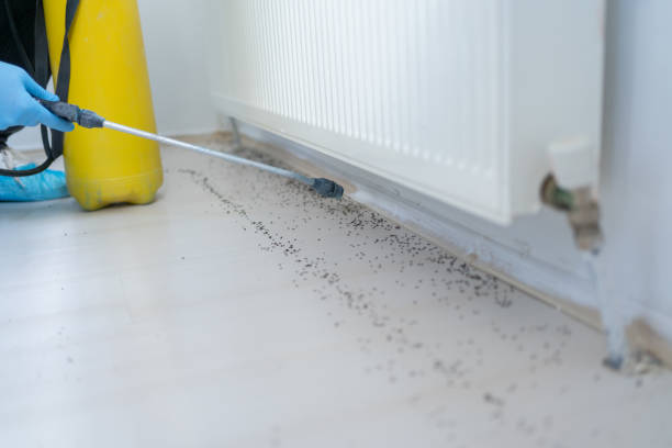 Best Pest Control Treatment  in Minorca, LA